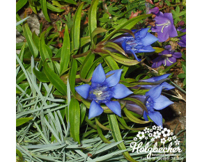 Gentiana paradoxa