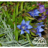 Gentiana paradoxa