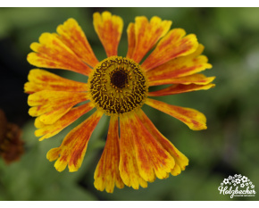 Helenium ‘Waltraut’