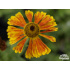 Helenium ‘Waltraut’