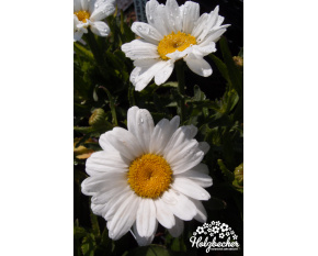 Leucanthemum maximum ‘Western Star Leo’