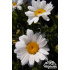 Leucanthemum maximum ‘Western Star Leo’
