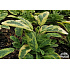 Salvia officinalis ‘Icterina’
