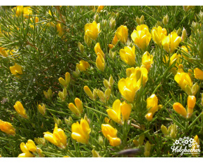 Genista horrida