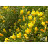 Genista horrida