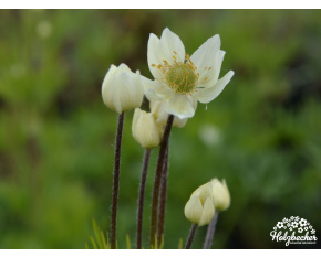 Anemone multifida ‘Compacta’