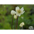 Anemone multifida ‘Compacta’