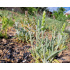 Sideritis scardica