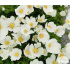 Anemone sylvestris
