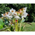Bergenia ‘Dragonfly Angel Kiss’