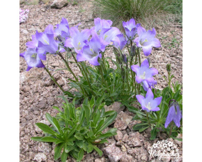 Campanula saxifraga