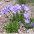 Campanula saxifraga
