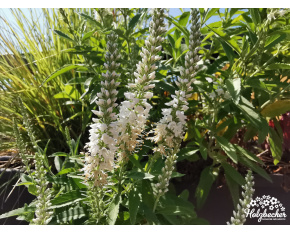 Veronica spicata ‘Alba’
