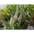 Veronica spicata ‘Alba’